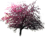 Eleyi Crabapple